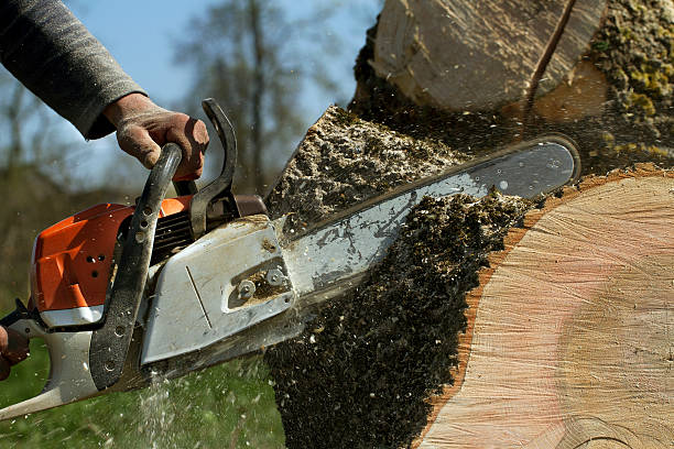 How Our Tree Care Process Works  in  West Livingston, TX